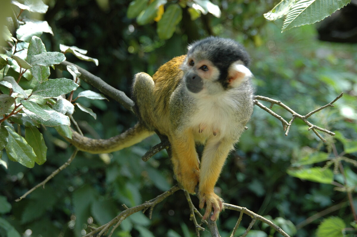 La Vallée des Singes