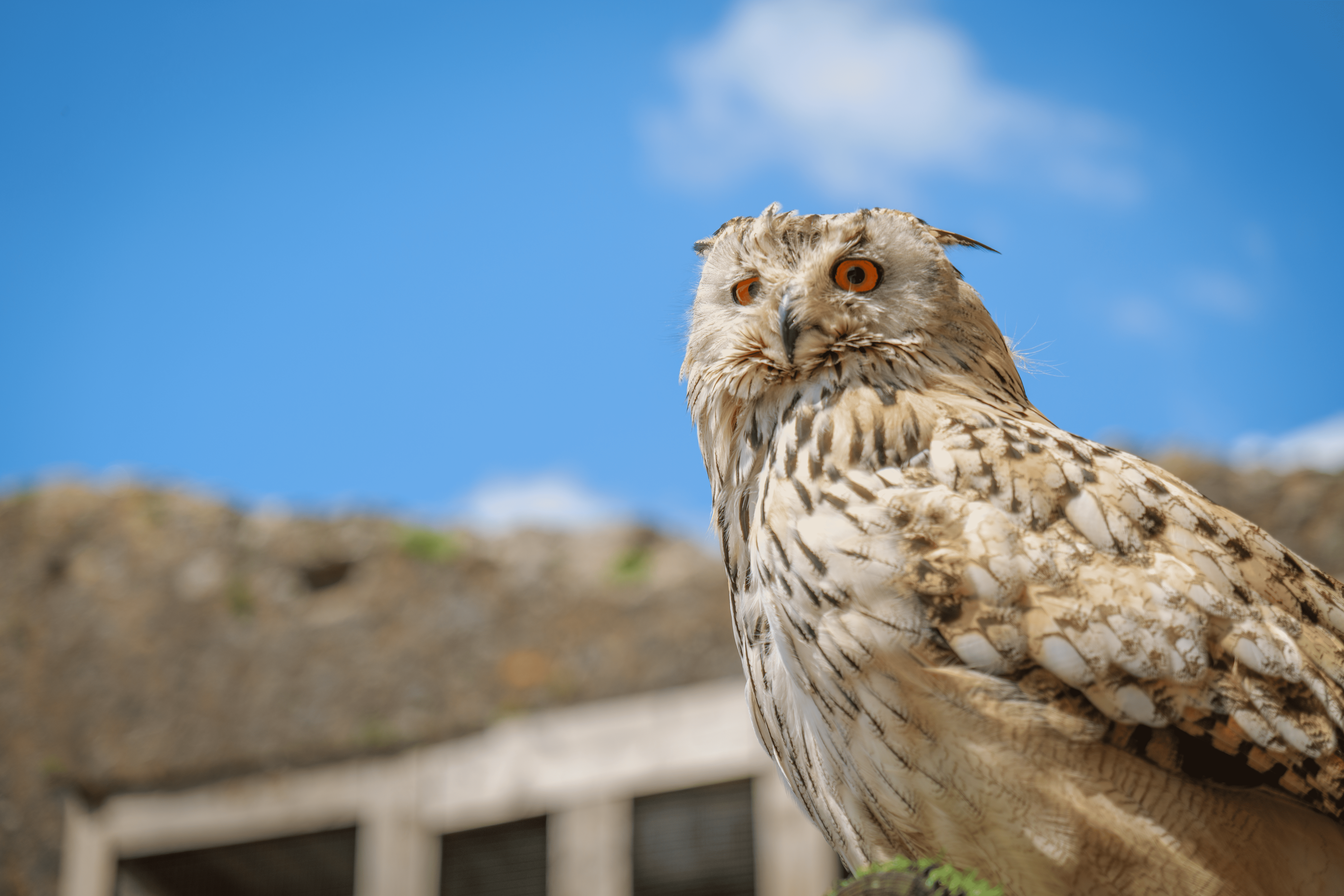 Chouette ou hibou chez Les Géants du Ciel de Chauvigny